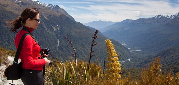 Fiordland hiking 10 grass flower key summit Fiordland hiking 10 grass flower key summit