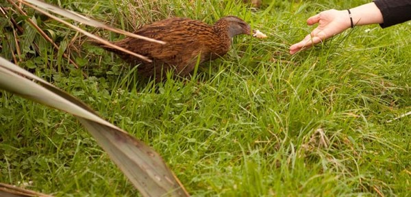 hiking in fiordland weka bird hiking in fiordland weka bird