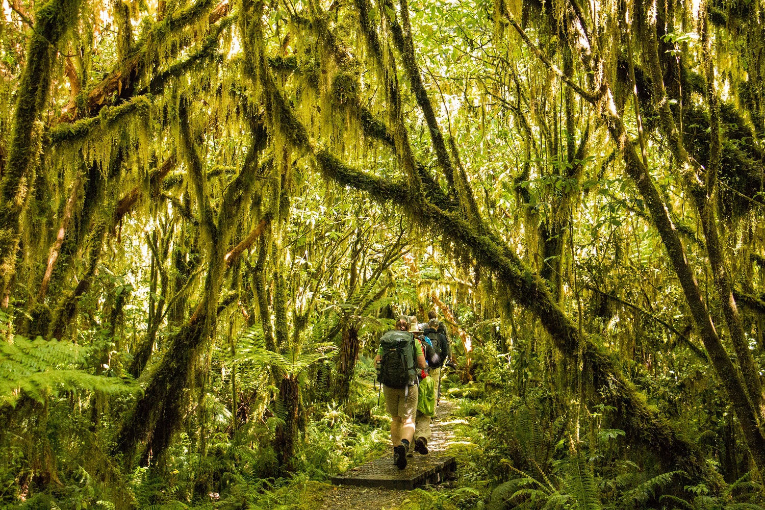 Ancient moss covered forest on the Milford Track Moss dripping from trees surrounding trampers