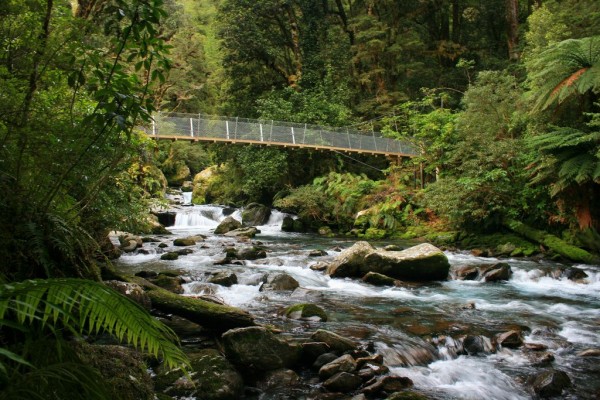 Crossing either a swing bridge or three wire bridge is part of the Hollyford experience Crossing either a swing bridge or three wire bridge is part of the Hollyford experience